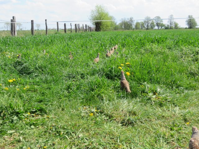 Wsiedlenie Kuropatw w łowisko 10.05.2016 obw 266 i 277